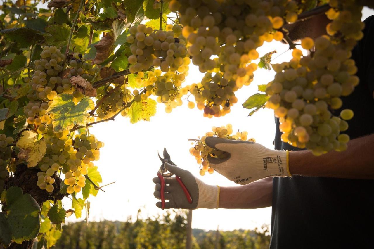 Il Roncal Wine Resort - For Wine Lovers Cividale Del Friuli Luaran gambar