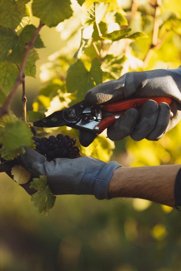 Il Roncal Wine Resort - For Wine Lovers Cividale Del Friuli Luaran gambar