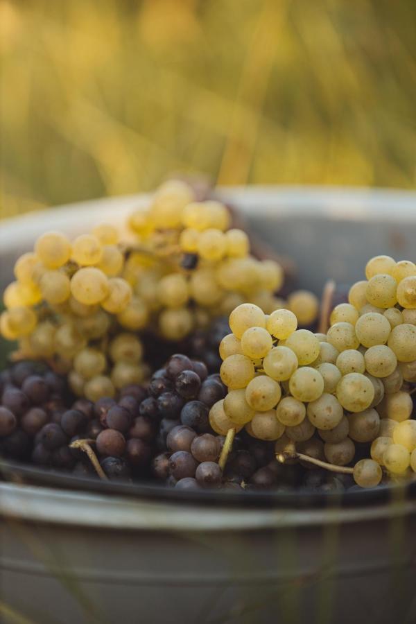 Il Roncal Wine Resort - For Wine Lovers Cividale Del Friuli Luaran gambar