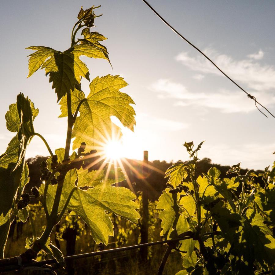 Il Roncal Wine Resort - For Wine Lovers Cividale Del Friuli Luaran gambar