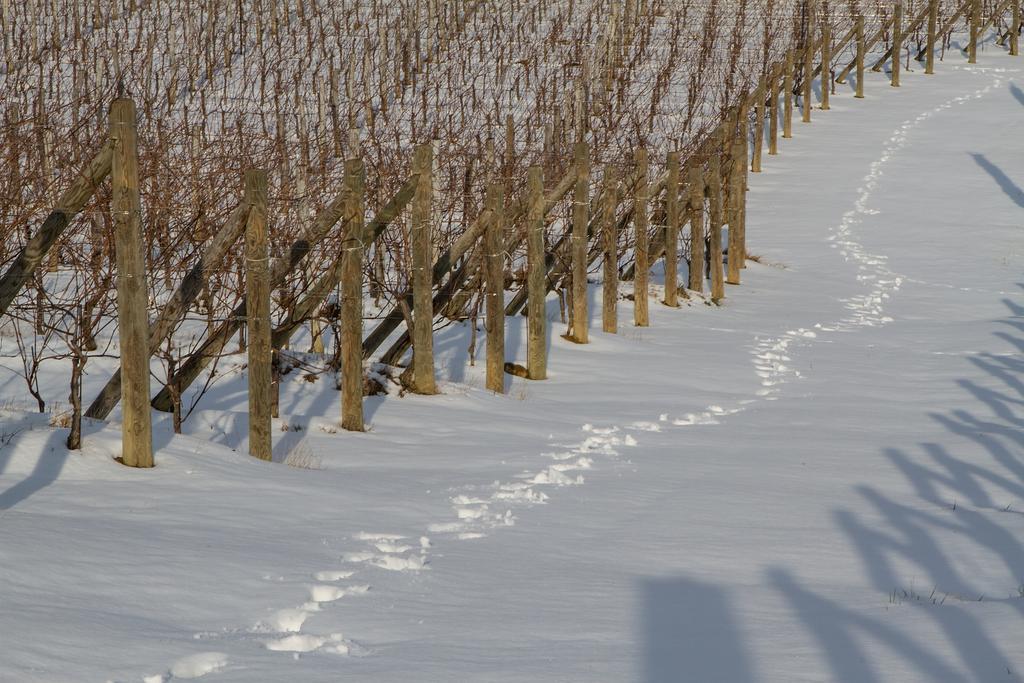 Il Roncal Wine Resort - For Wine Lovers Cividale Del Friuli Luaran gambar