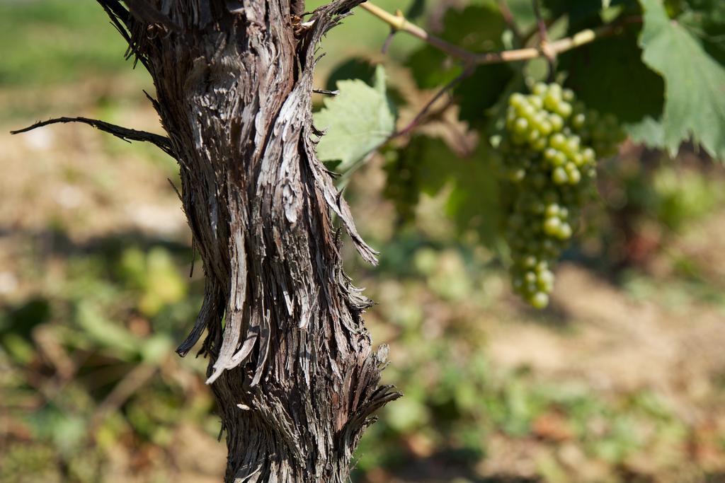 Il Roncal Wine Resort - For Wine Lovers Cividale Del Friuli Luaran gambar